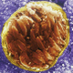 Illustration for article titled Gold Nanoparticles and Lasers Kill the Brain Parasite That Causes Crazy Cat Lady Syndrome